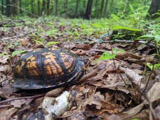 turtle in the grass