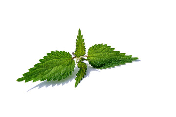 Fototapeta premium Nettle isolated on white background