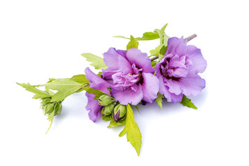 Lila Hibiskus isoliert auf weißem Hintergrund © Animaflora PicsStock