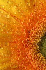 Wet orange petals details of flower Gerbera Jamesonii with visible drops of water on them. Flower is also called also called Barberton daisy, the Transvaal daisy, or Barbertonse madeliefie.