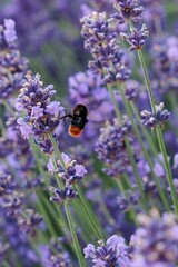Buff-tailed Bumblebee, latin name Bombus Terrestris flying between flowering plants of true lavender, latin name Lavandula angustifolia