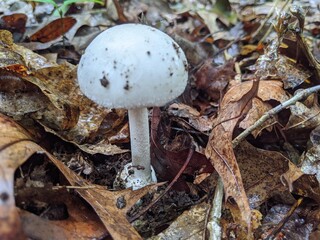 mushroom in the forest
