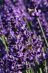 Obraz premium Blossoming violet flowers of True Lavender, latin name Lavandula angustifolia, with some Western Honey Bees, latin name Apis Mellifera, flying around them, collecting pollen. Summer afternoon sunshine