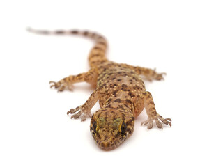 Mediterranean house gecko isolated on white background, Hemidactylus turcicus
