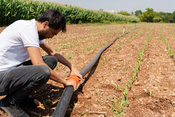 Irrigation system. Water saving irrigation system being used in a young corn field. Worker connects irrigation system pipes. Agricultural background