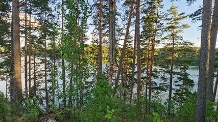 Obraz premium lake in the forest