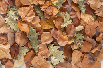 Fallen leaves. Autumn background. Top view.