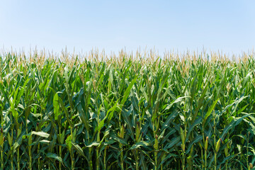 A green field of corn growing up