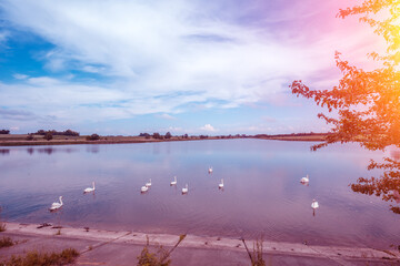 Swan family (ten swans) swim in the lake