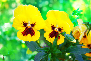 Yellow pansies in the flowerbed. Summer theme. Close up. Beautiful bokeh