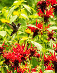 hummingbird and flower