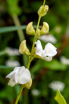 The flowers of white-flowered hyacinth bean (Lablab purpureus [Dolichos lablab] 'Alba')