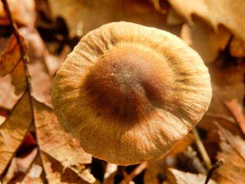 A fresh specimen of Inocybe napipes (Bulbous Fibrecap) growing in leaf litter on the forest floor