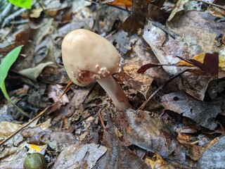 mushroom in the forest