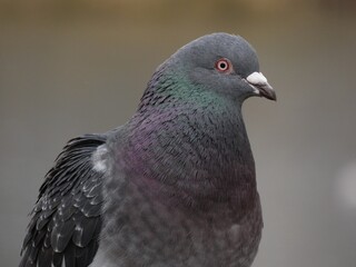 Feral pigeon - Street pigeon (Columba livia forma urbana) - close up on head and feathers
