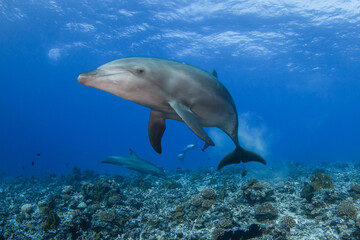 Obraz na płótnie Canvas dolphins underwater 