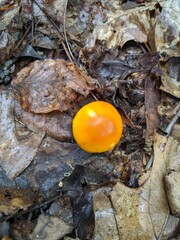 Mushroom in forest