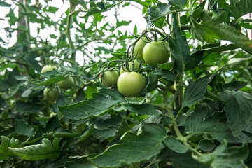 Large green tomatoes