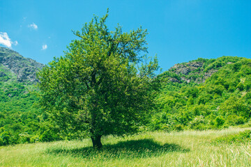 tree in the open area near the forest