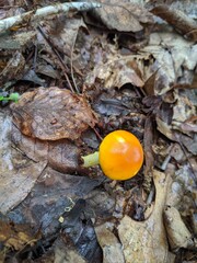 mushroom in the grass