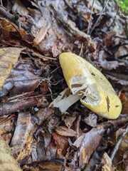 Mushroom on the ground