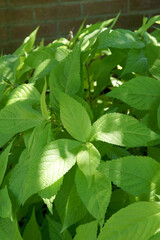 'Golden Angel' Japanese mint shrub (Leucosceptrum japonicum 'Golden Angel' growing in a shady area with a bit of dappled sunlight