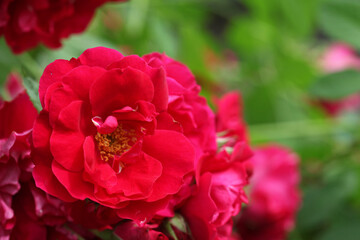 Beautiful bushes of red roses, close up. Selective focus