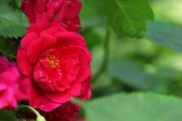 Beautiful bushes of red roses, close up. Selective focus