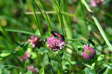 Wiese und blühender Klee mit schwarz-rotem Schmetterling Hufeisenklee-Widderchen - Stockfoto