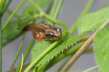 frog emerging from the lakeside
