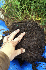 Fingers loosening the roots on the outside of a rootball of a container-grown shrub (rose)