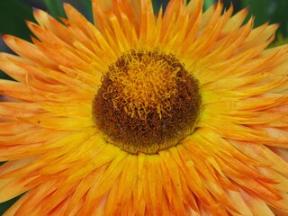 Orange-gelbe Strohblume in voller Blütenpracht