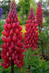 Obraz premium Vertical image of the spiky flower clusters of 'Red Rum' lupin (Lupinus 'Red Rum')