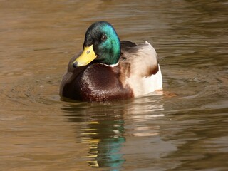 Male mallard (Anas platyrhynchos) swimming in the pond, with reflection in the brown water, Gdansk, Poland