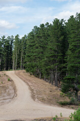 Mud road in pine tree plantation in Australia
