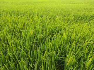Green rice field in Malaysia