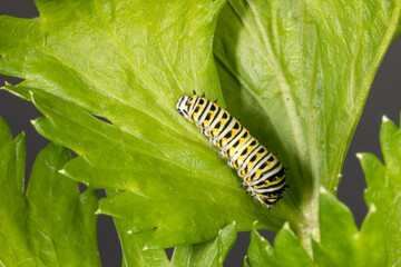 Black Swallowtail Butterfly (Papilio polyxenes)larva on a Carrot plant