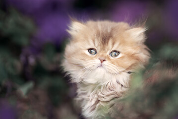 Fototapeta premium Katze Kitten im Garten unterwegs - verträumt Sommer Frühling
