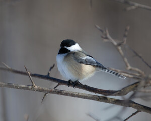 Black-Capped Chickadee Small Bird