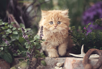 Katze Kitten im Garten unterwegs - verträumt Sommer Frühling