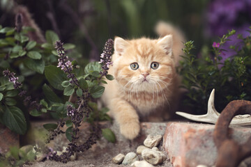Katze Kitten im Garten unterwegs - verträumt Sommer Frühling