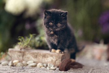 Katze Kitten im Garten unterwegs - verträumt Sommer Frühling