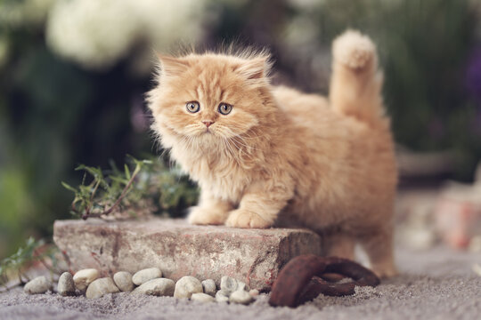 Katze Kitten im Garten unterwegs - vertr&auml;umt Sommer Fr&uuml;hling