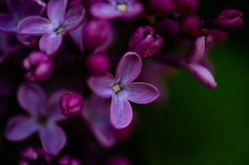Purple lilac blooming