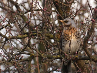Song thrush (Turdus philomelos) bird sitting between tree branches, Gdansk, Poland