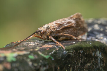 Macro close up of a moth.