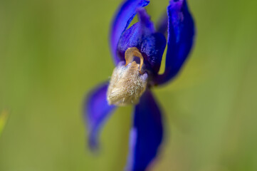 Larkspur blooming