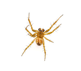 Cricket-bat Orb-weaver spider isolated on white background, Mangora acalypha