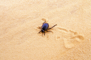 Scarab digs a hole in the sand, Sahara desert, Tunisia