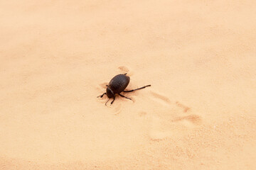 Scarab digs a hole in the sand, Sahara desert, Tunisia